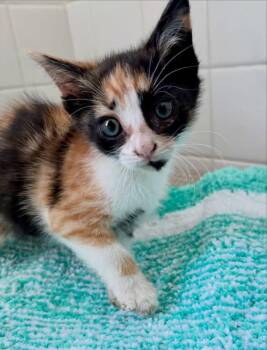 Charlotte -  Domestic Short Hair and Calico Cat for Adoption in Yardley, Pennsylvania - Charlotte | PetCurious