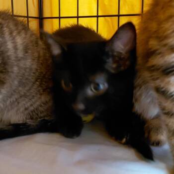 Rain -  Domestic Short Hair Cat for Adoption in Brighton, Missouri - Rain | PetCurious