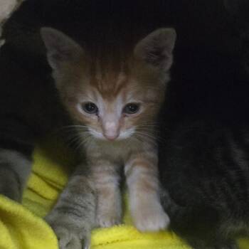 Domestic Short Hair Cats Available for Adoption in Idaho Falls, Idaho - Benson Boone | PetCurious