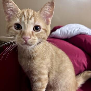 Charles -  Domestic Short Hair Cat for Adoption in West Jefferson, Ohio - Charles | PetCurious