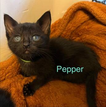 Pepper -  Domestic Short Hair Cat Available for Adoption in Leonardtown, Maryland - Pepper | PetCurious