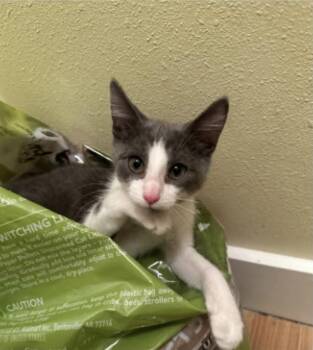 Stew -  Domestic Short Hair Cat for Adoption in Eugene, Oregon - Stew | PetCurious