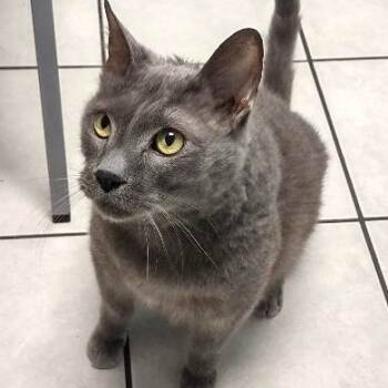 Rescue Domestic Short Hair Cats for Adoption in Fairfax Station, Virginia - Chunky | PetCurious