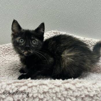 Backpack -  Domestic Short Hair Cat for Adoption in Cheyenne, Wyoming - Backpack | PetCurious