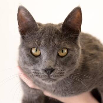 Brody -  Domestic Short Hair Cat for Adoption in Buffalo, Minnesota - Brody | PetCurious