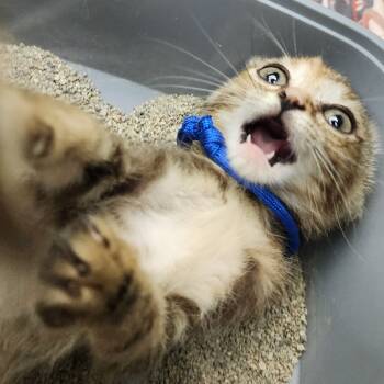 Rescue Domestic Short Hair Cats for Adoption in Toledo, Ohio - Mae | PetCurious