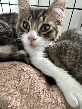Tabby Cats Available for Adoption - Forest | PetCurious