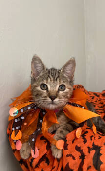 Rescue Domestic Short Hair Cats for Adoption in Picayune, Mississippi - Blessing | PetCurious