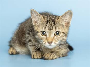 GOOSE -  Domestic Short Hair Cat for Adoption in Phoenix, Arizona - GOOSE | PetCurious