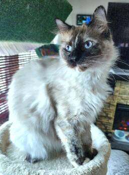 Ragdoll Cats Available for Adoption - Weaver | PetCurious