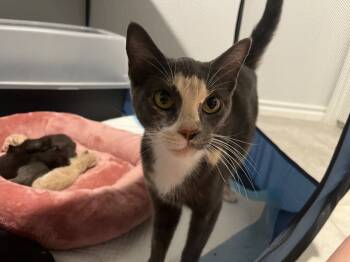 Rescue Domestic Short Hair and Calico Cats for Adoption in Dallas, Texas - Mochi-Minx | PetCurious