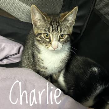Charlie -  Domestic Short Hair Cat for Adoption in Cortland, New York - Charlie | PetCurious
