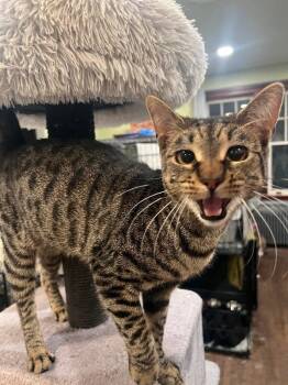 Domestic Short Hair Cats Available for Adoption - Rain | PetCurious