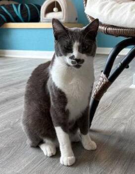 Domestic Short Hair Cats Available for Adoption in Escondido, California - Gray | PetCurious