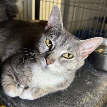 Gingerbread -  Domestic Short Hair Cat for Adoption in Saginaw, Michigan - Gingerbread | PetCurious
