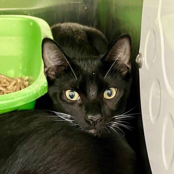 1156-C26 -  Domestic Short Hair Cat for Adoption in Port Charlotte, Florida - 1156-C26 | PetCurious