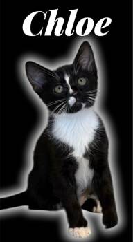Chloe -  Domestic Short Hair Cat Available for Adoption in Auburn, California - Chloe | PetCurious