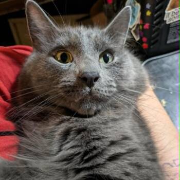 Domestic Long Hair and Russian Blue Cats Available for Adoption in Roanoke, Virginia - Mr. Charles | PetCurious