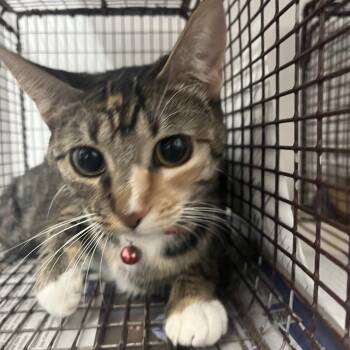 Brooke -  Domestic Short Hair Cat for Adoption in Edinburg, Texas - Brooke | PetCurious