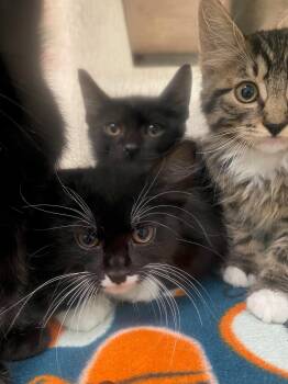 Tuxedo Cats Available for Adoption in Plano, Texas - Cupcake A217224 | PetCurious