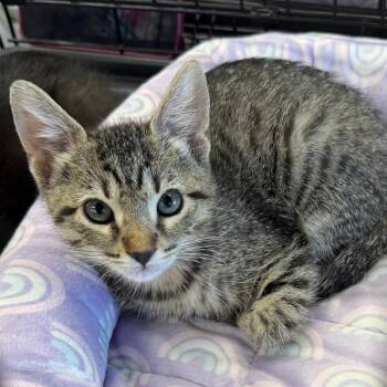 Mouse -  Domestic Short Hair Cat for Adoption in Pleasanton, California - Mouse | PetCurious