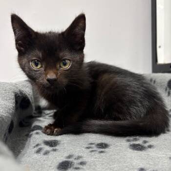 Copenhagen -  Domestic Short Hair Cat for Adoption in Puslinch, Ontario - Copenhagen | PetCurious
