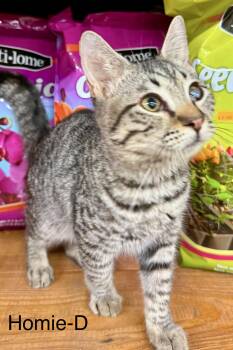 Homie D -  Tabby Cat for Adoption in Jackson, Georgia - Homie D | PetCurious