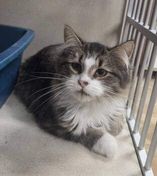 Grover -  Maine Coon and Domestic Long Hair Cat for Adoption in Iroquois, Illinois - Grover | PetCurious