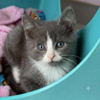 Bart -  Domestic Short Hair Cat for Adoption in Gwinn, Michigan - Bart | PetCurious