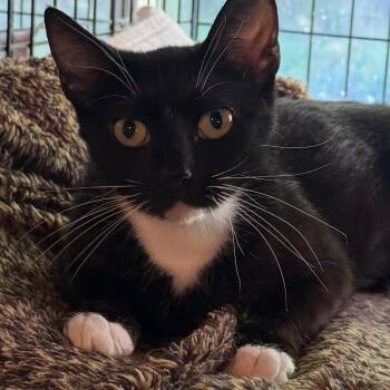 Mrs. Wanda Walrus -  Domestic Short Hair Cat for Adoption in Buffalo, New York - Mrs. Wanda Walrus | PetCurious