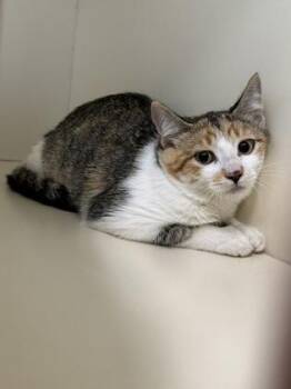 Azure -  Domestic Short Hair Cat for Adoption in Pequot Lakes, Minnesota - Azure | PetCurious