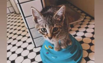 Domestic Short Hair Cats Available for Adoption in Detroit, Michigan - Sprinkles | PetCurious