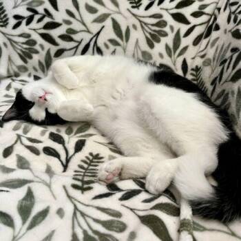 Thumbprint -  Domestic Short Hair Cat for Adoption in Tampa, Florida - Thumbprint | PetCurious