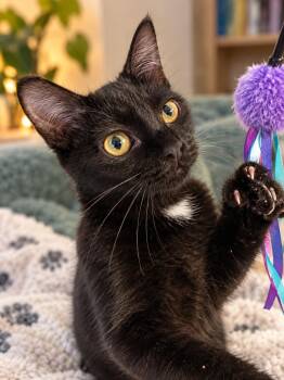 Izzy -  Domestic Short Hair Cat for Adoption in Champaign, Illinois - Izzy | PetCurious