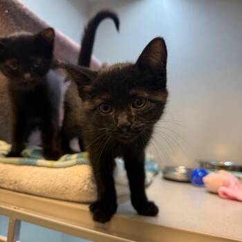 Balsamic -  Domestic Medium Hair Cat for Adoption in Pittsburgh, Pennsylvania - Balsamic | PetCurious