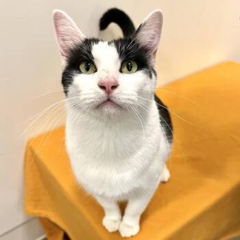 Panama -  Domestic Short Hair Cat for Adoption in Walnut Creek, California - Panama | PetCurious