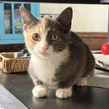 Meredith -  Domestic Medium Hair Cat for Adoption in La Grange, Kentucky - Meredith | PetCurious