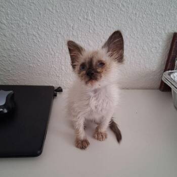 Pinkie -  Domestic Short Hair Cat for Adoption in Kingman, Arizona - Pinkie | PetCurious