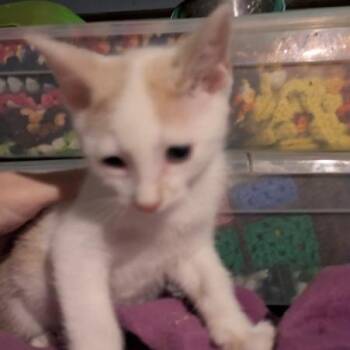 Berrynose -  Domestic Short Hair Cat for Adoption in Greenwood, Missouri - Berrynose | PetCurious