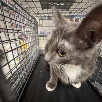 Broomstick -  Domestic Short Hair Cat for Adoption in League City, Texas - Broomstick | PetCurious