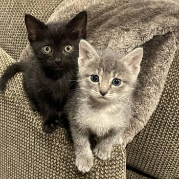 Leona -  Domestic Short Hair Cat for Adoption in Franklin, Tennessee - Leona | PetCurious
