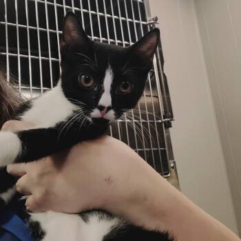 Little Pete (Bonded w/ Fluffernutter) -  Domestic Short Hair Cat for Adoption - Little Pete (Bonded W/ Fluffernutter) | PetCurious