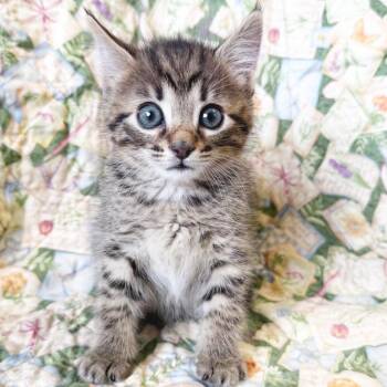 Derek (lighter) -  Domestic Short Hair Cat for Adoption in Mt. Juliet, Tennessee - Derek (lighter) | PetCurious