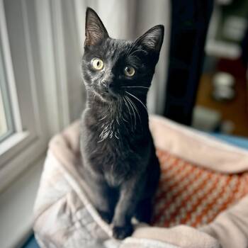 Ren -  Domestic Short Hair Cat for Adoption in Guelph, Ontario - Ren | PetCurious