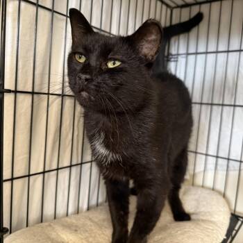 Rescue Domestic Short Hair Cats for Adoption in La Crescent, Minnesota - INDY | PetCurious