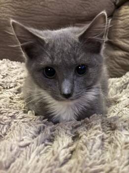 Rescue Domestic Short Hair Cats for Adoption in Glen Raven, North Carolina - SULLIE | PetCurious