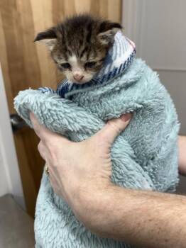 Infoster Maisey -  Domestic Short Hair Cat for Adoption in Lawrenceville, Georgia - Infoster Maisey | PetCurious