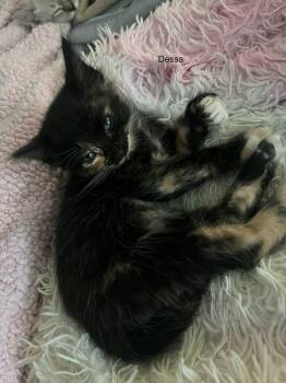 Rescue Domestic Short Hair Cats for Adoption in Ferndale, Michigan - Dessa | PetCurious