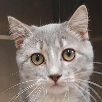 Mariana -  Domestic Short Hair Cat for Adoption in Palestine, Texas - Mariana | PetCurious