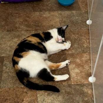 Sushi -  Domestic Short Hair Cat for Adoption in Belfair, Washington - Sushi | PetCurious